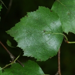 Betula pendula var. obscura